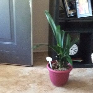 Meet your Posher, Norma